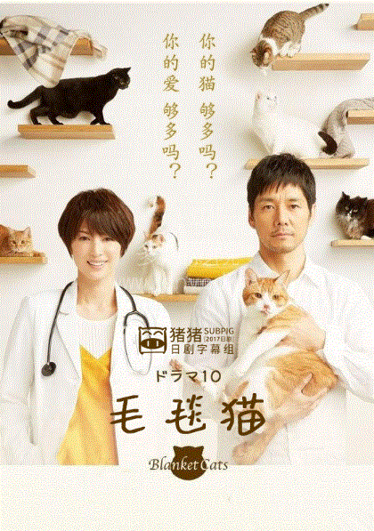 毛毯猫