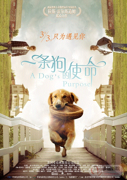 一条狗的使命