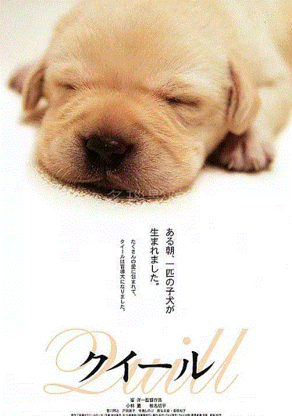 导盲犬小Q