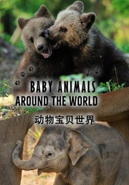 动物宝贝世界