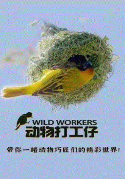 动物打工仔